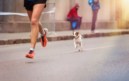 marathon for dogs