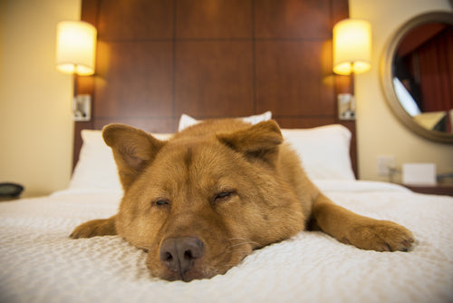 dog in hotel room