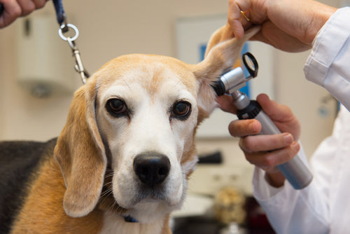 Ear examine by the veterinarian