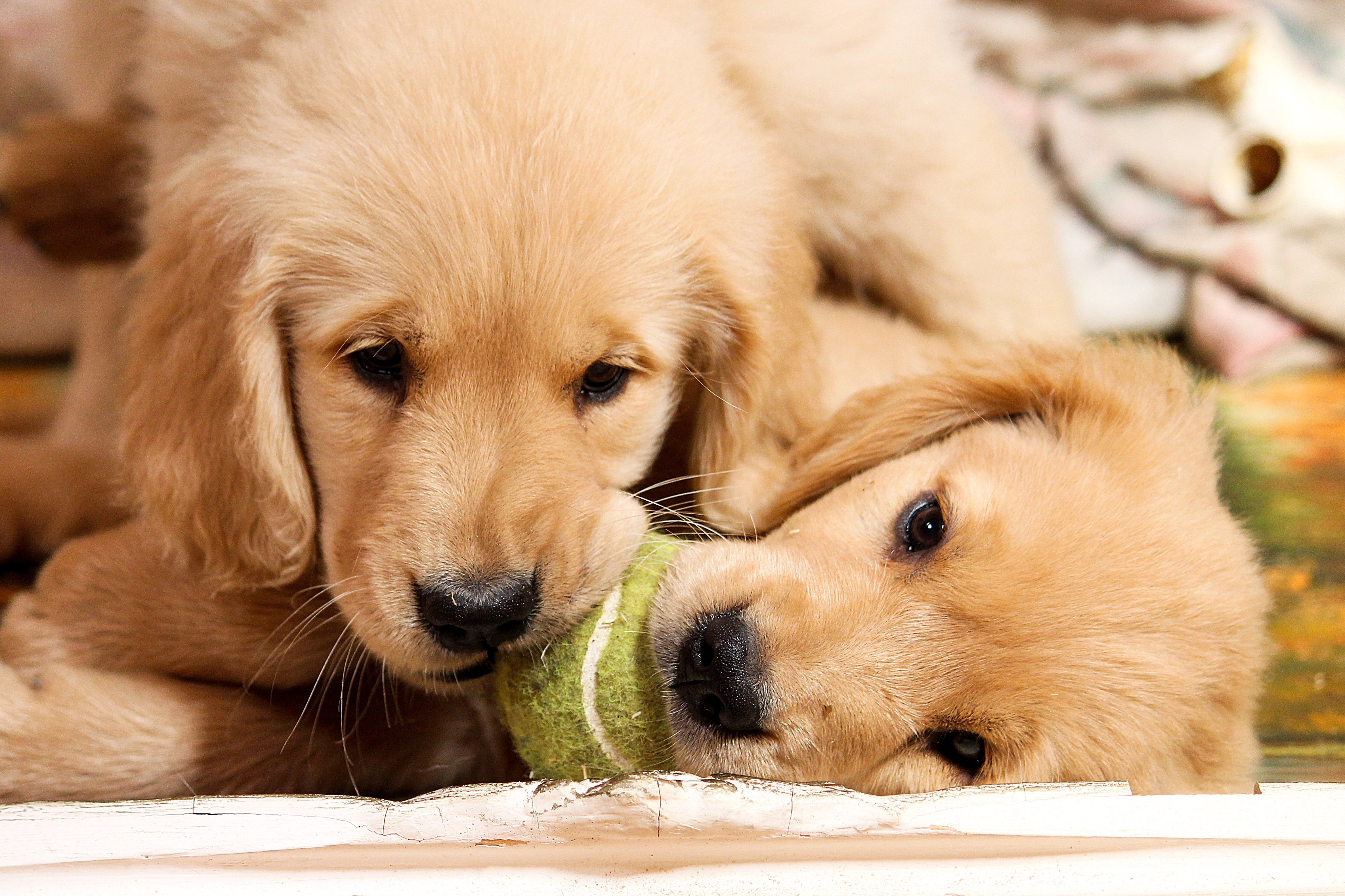 puppies playing