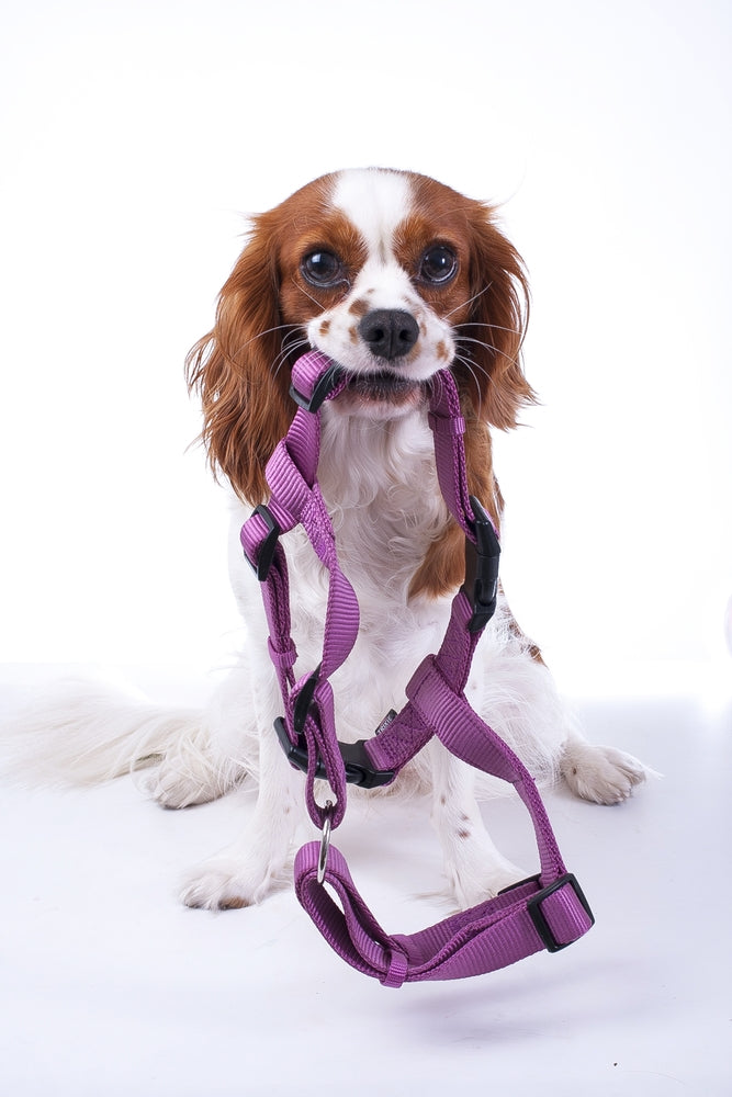 dog with harness