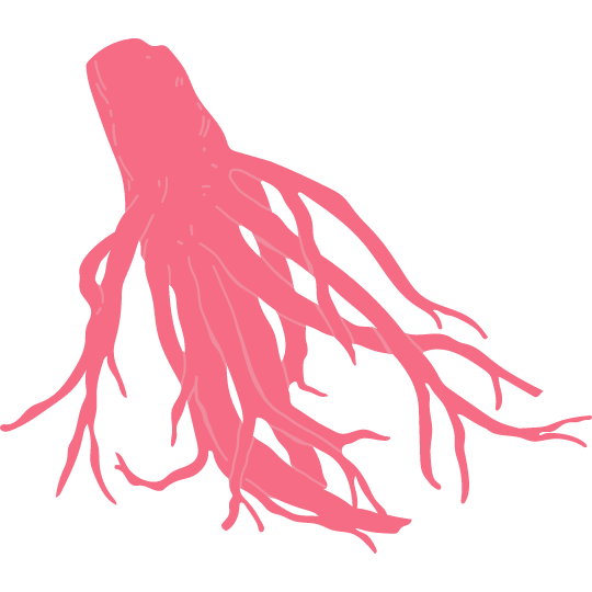 Illustration of a pink squid with flowing tentacles.