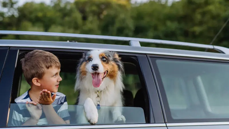 12 easy methods to get dog hair out of car-how to get dog hair out of car