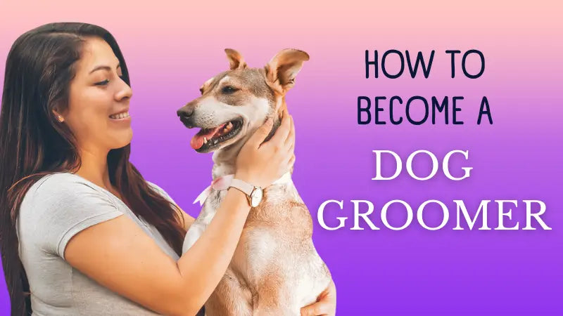 ultimate guide: how to become a dog groomer