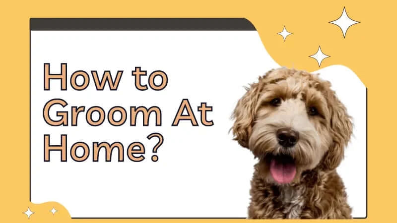 how to groom a dog at home-inselife.com