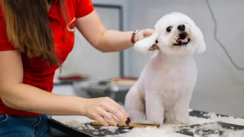 learn the job of dog grooming