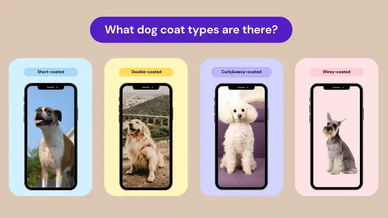 dog coat types-inselife.com