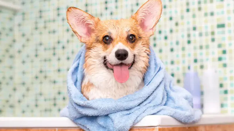 bath a dog-inselife.com