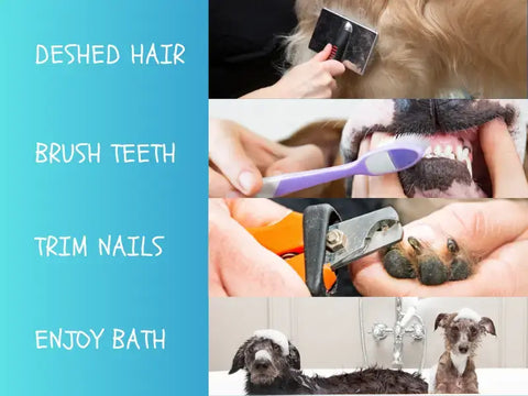 diy dog grooming steps must include groom, trim, brush, bath-inselife.com