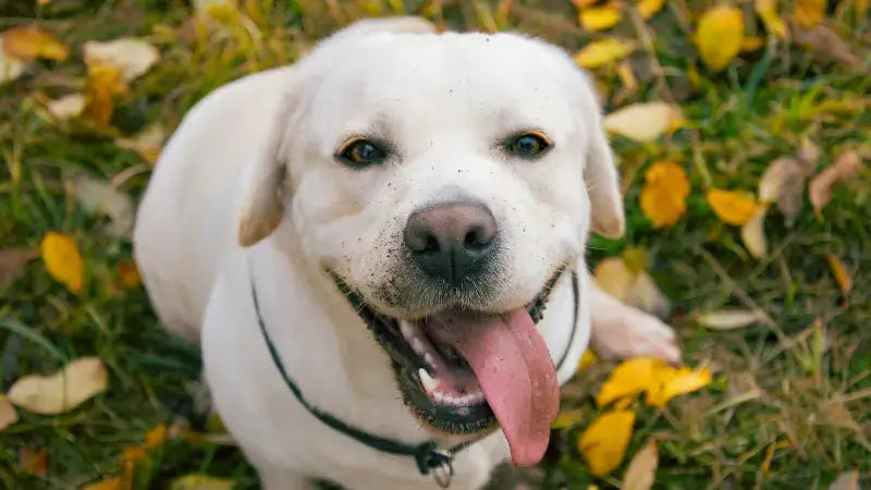 Labrador retriever hot sale mix shedding