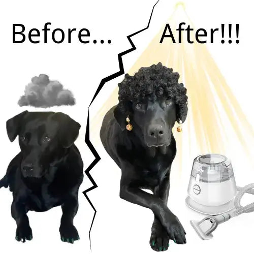 inse p20 pro dog grooming vacuum with the black labrador-inselife.com