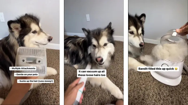 inse pet grooming vacuum recommended by banditthehusky