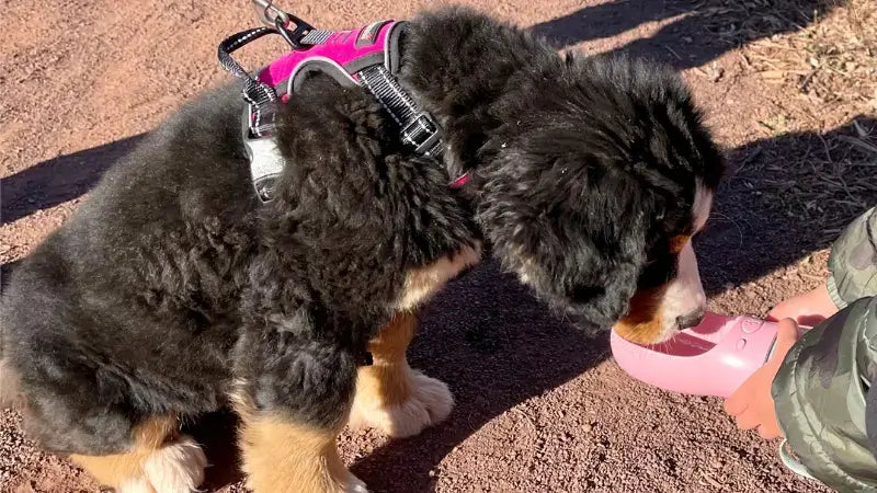 dog drinks water to keep hydrated-inselife.com