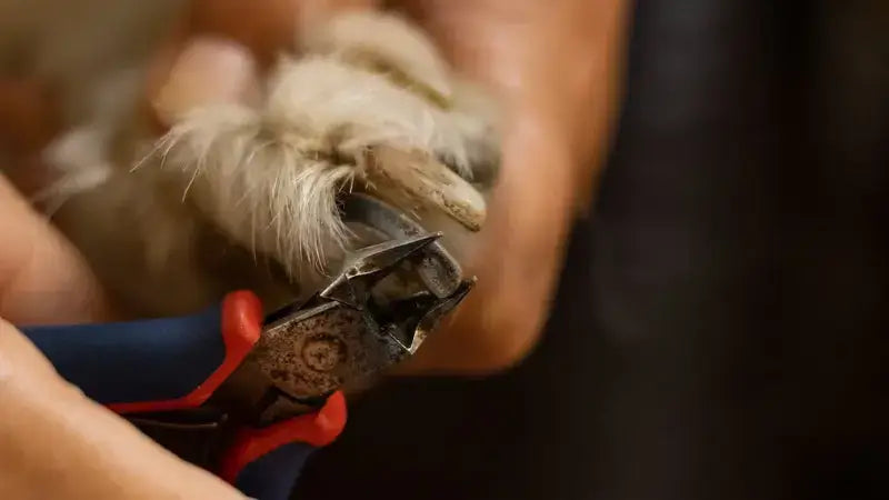 trim dog's nail regularly-inselife.com