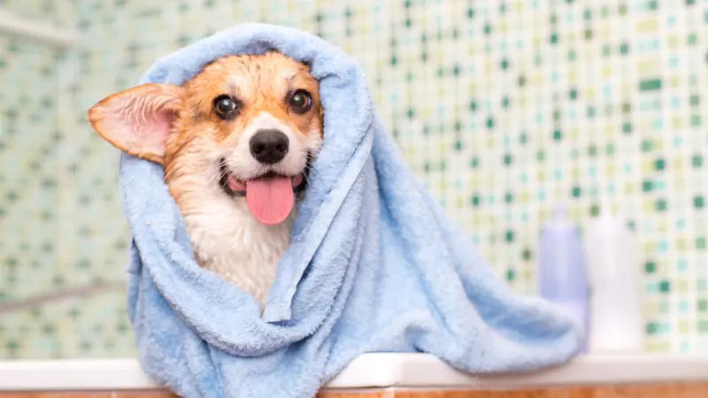 what are the hardest part of dog grooming