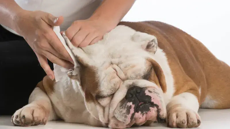wipe away debris around dog's ear-inselife.com
