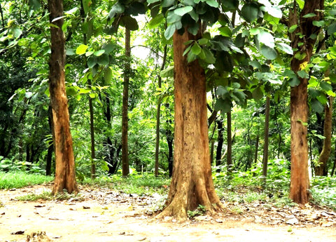 Indonesian teak farm