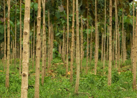 Young teak trees