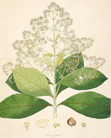 Scientific illustration of teak leaves and bloom