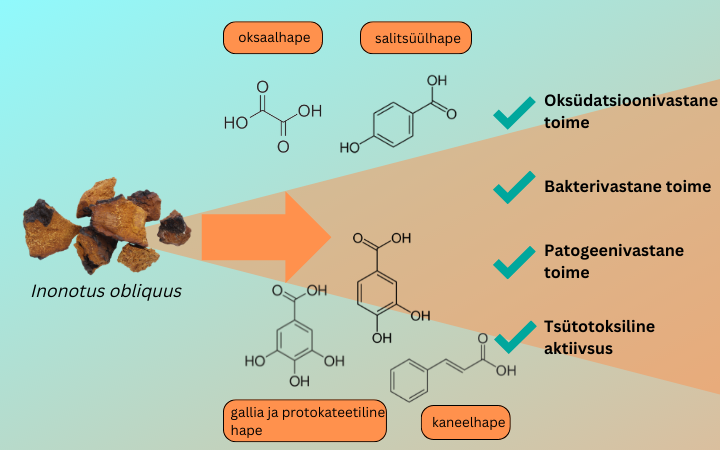 Chaga toimeained