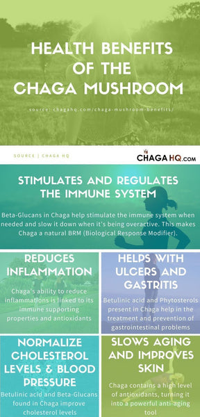 chaga benefits