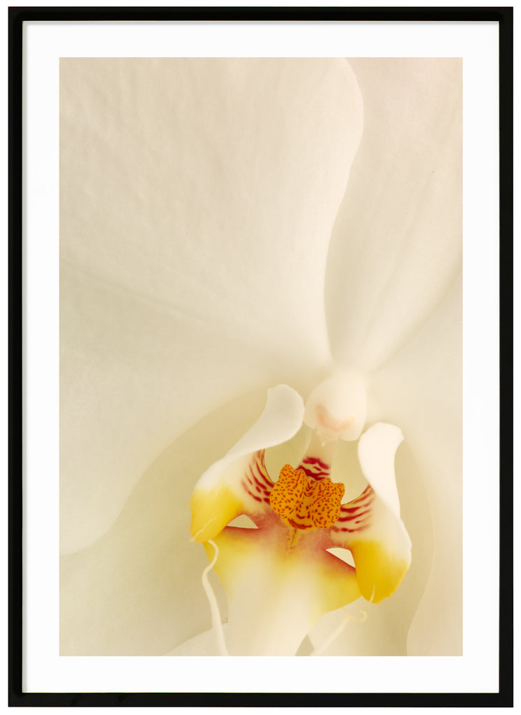 Närbild av vit orkidé. Svart ram.