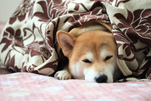 dog-kotatsu