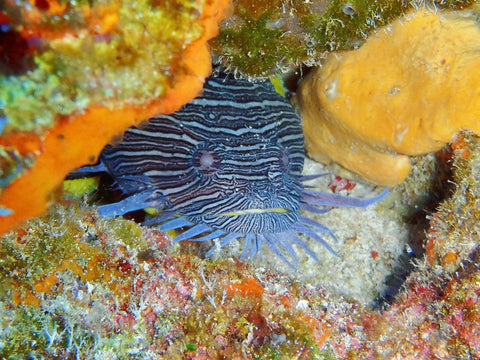 The endemic Splendid Toadfish