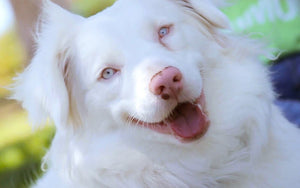 Berger Australien Blanc Envahissant Ou Double Merle Berger