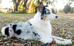 Corriger Les Oreilles Du Berger Australien Berger