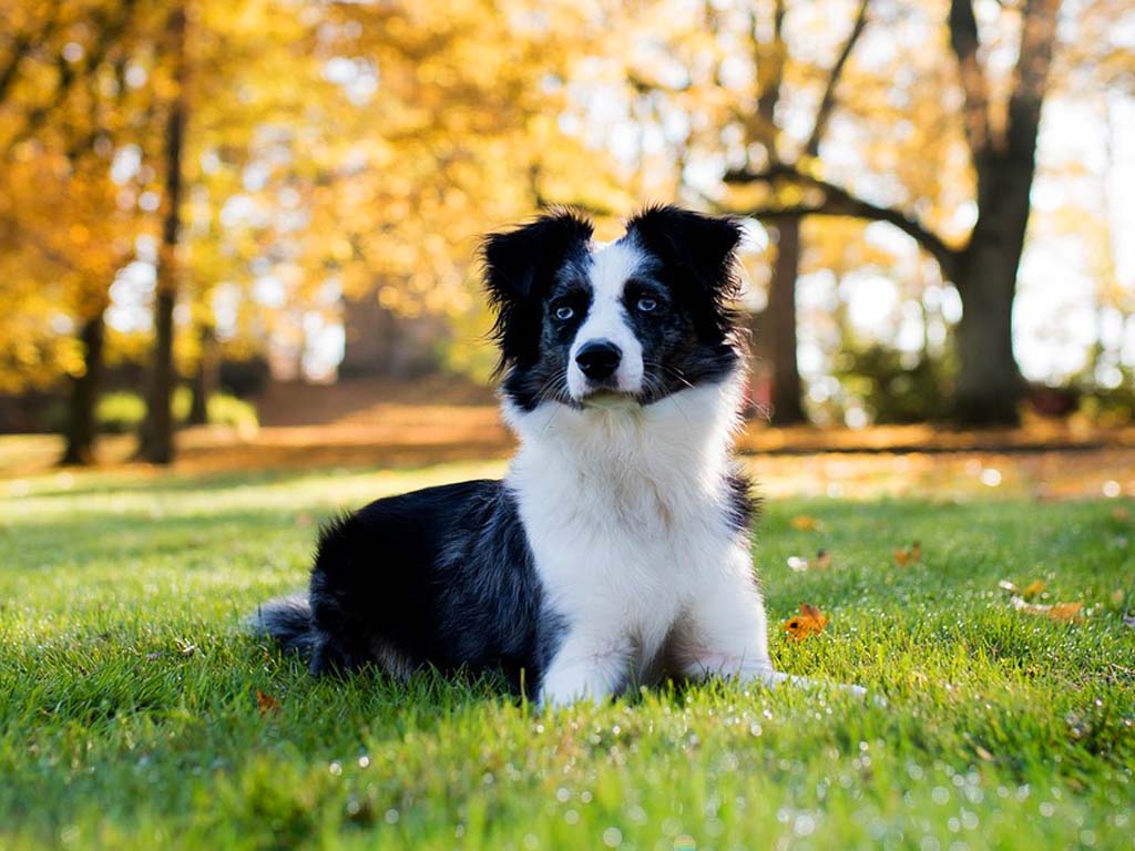 Comment calmer un berger australien