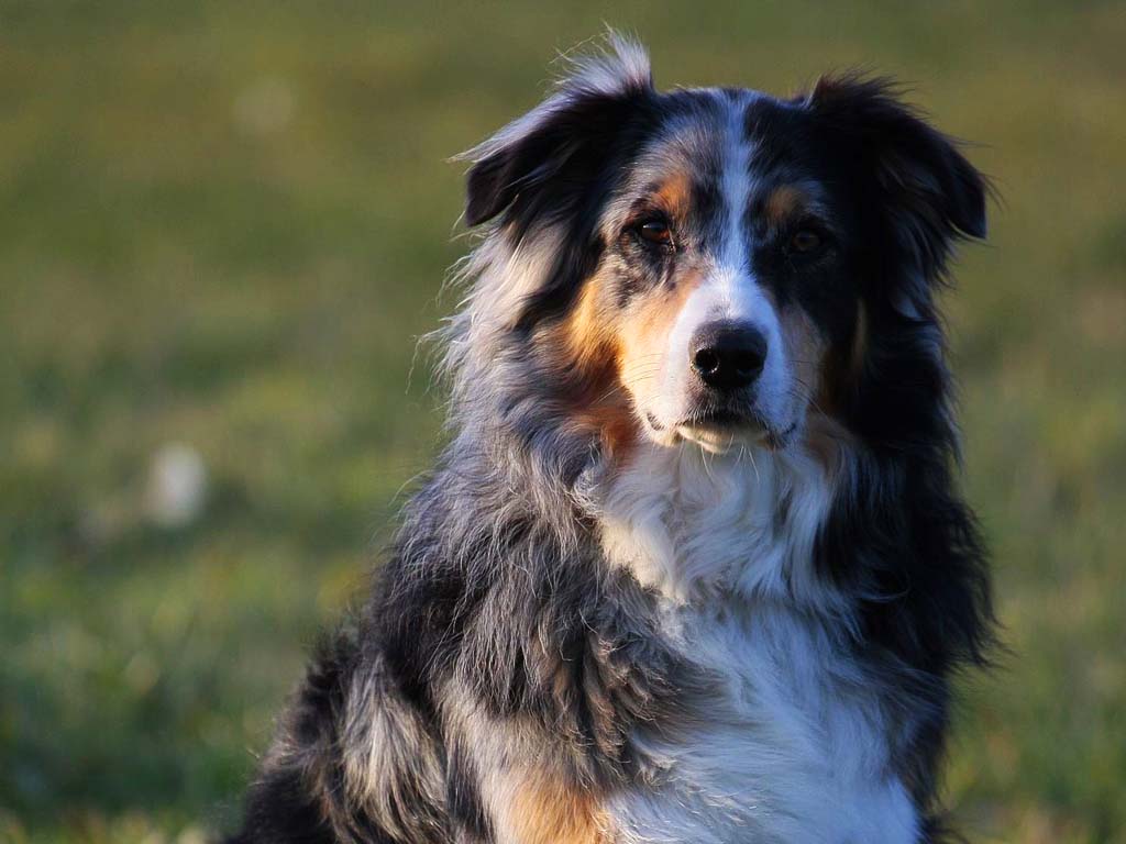 Comment calmer un berger australien