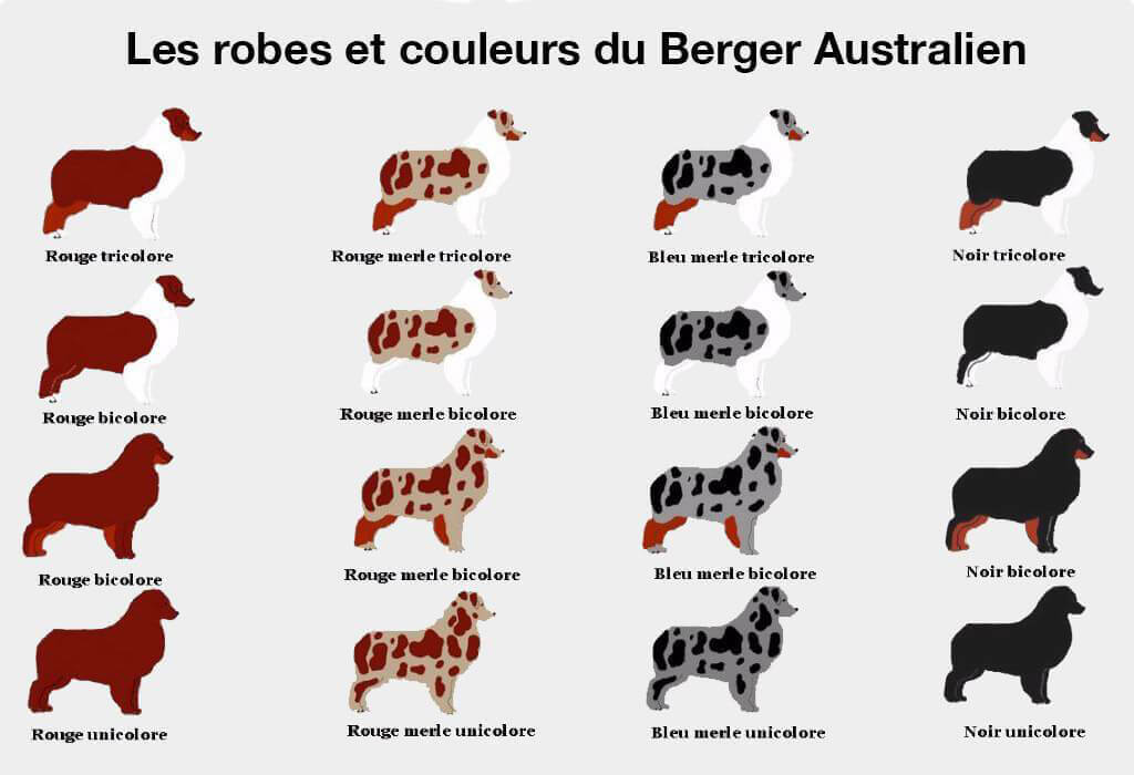 couleurs et robes Berger Australien