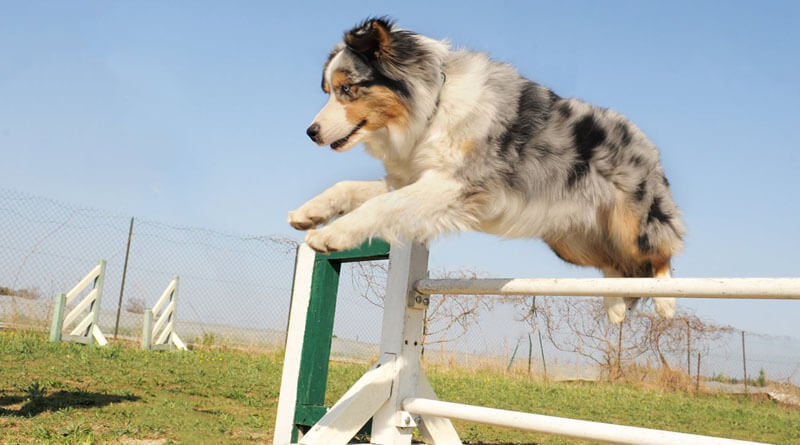 berger australien agility saute