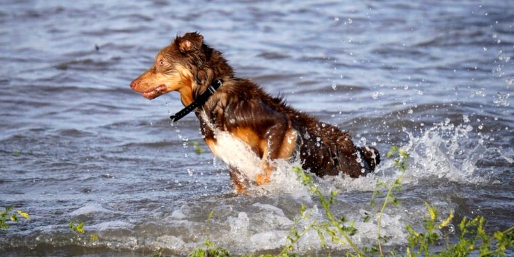 berger australien agility