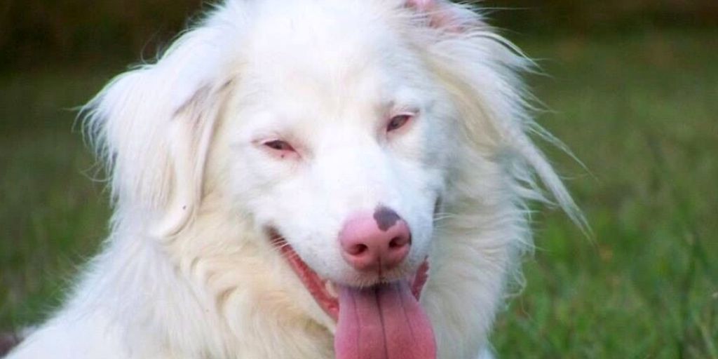 berger australien double merle