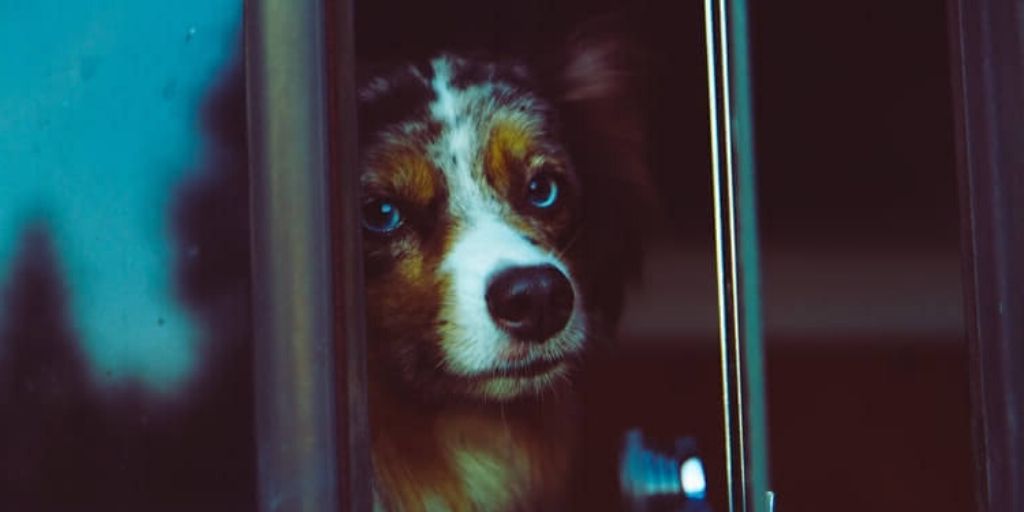 cage chien voiture berger australien