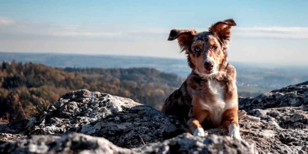 chien berger australien