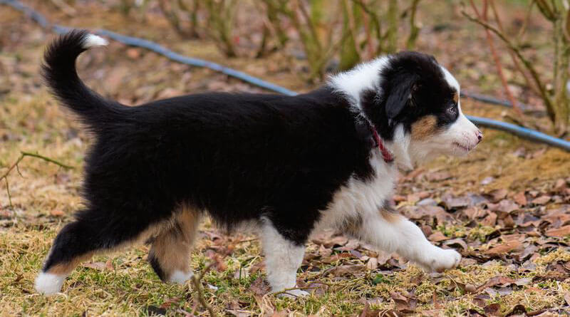 chiot berger australien noir tricolore