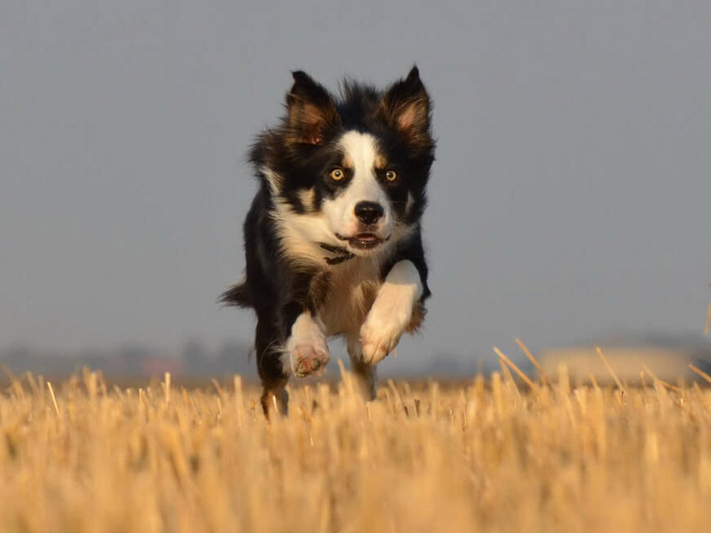 combien de kilomètres peut courir un Berger Australien