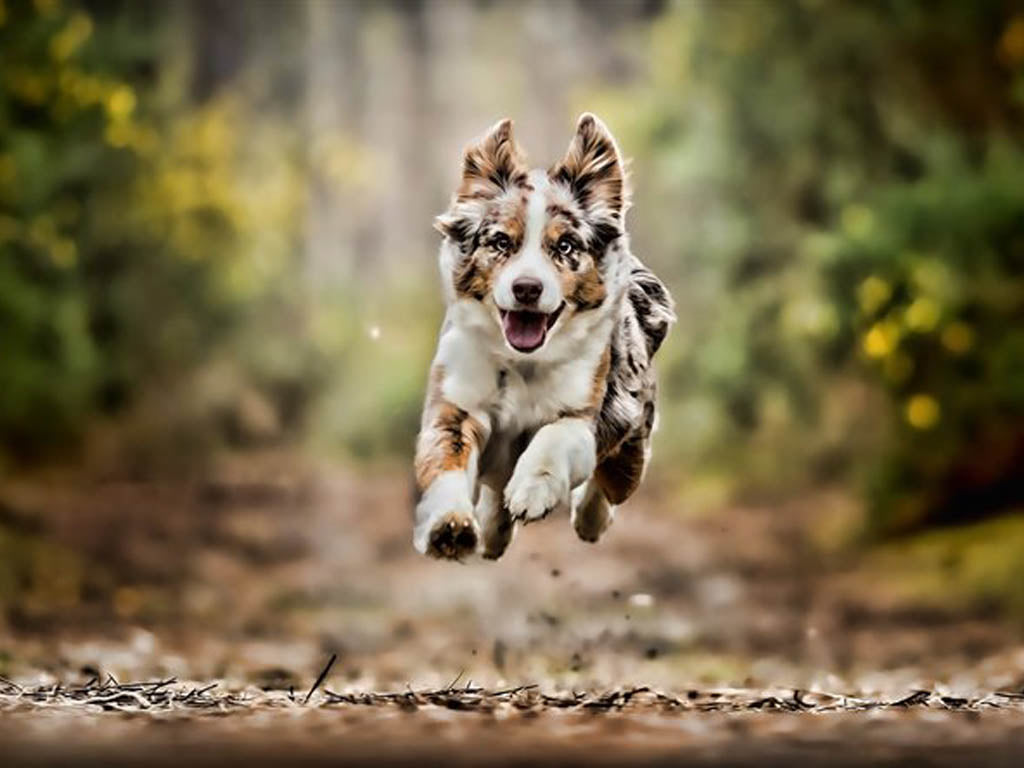 combien de kilomètres peut courir un Berger Australien