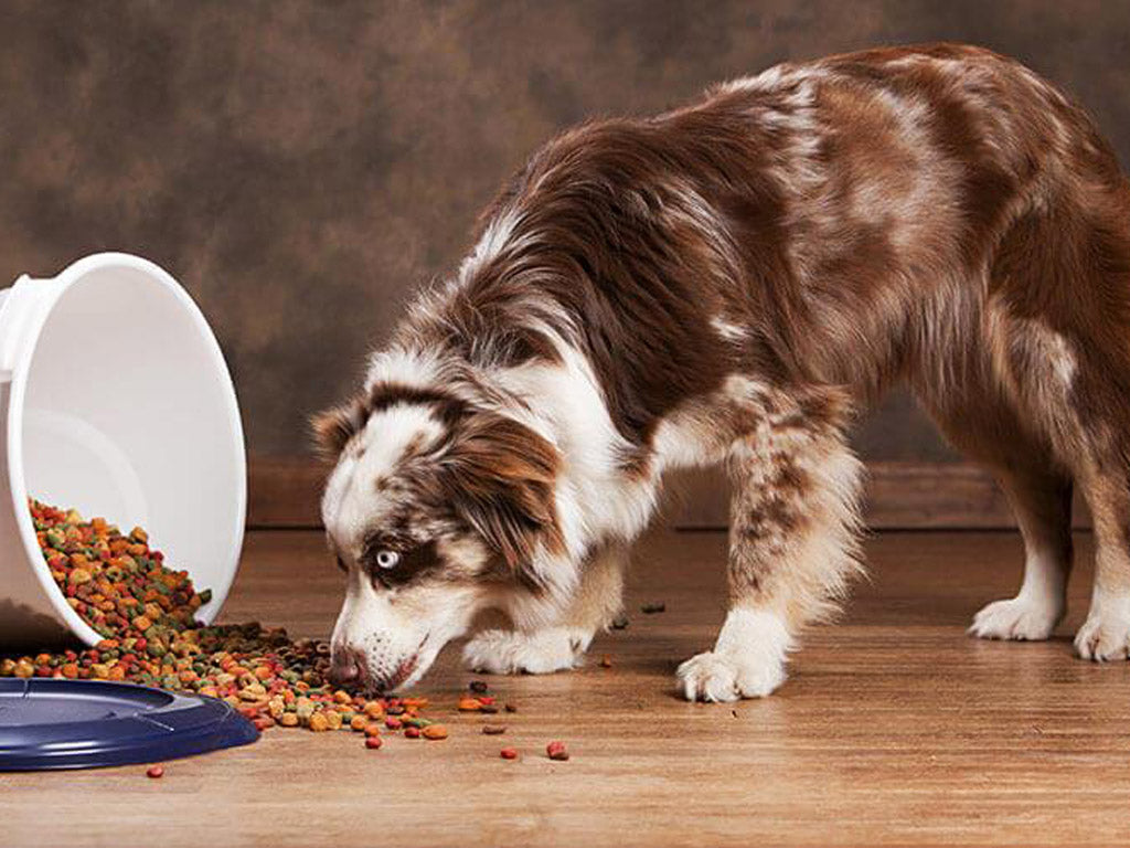 croquette pour chiot Aussie