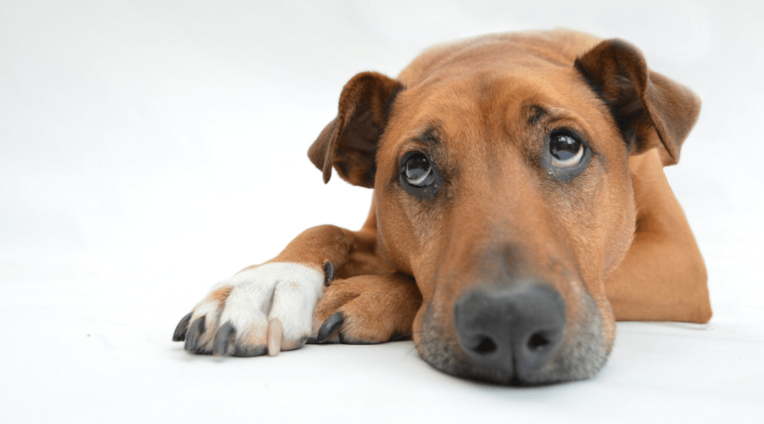 what causes low sperm count in dogs