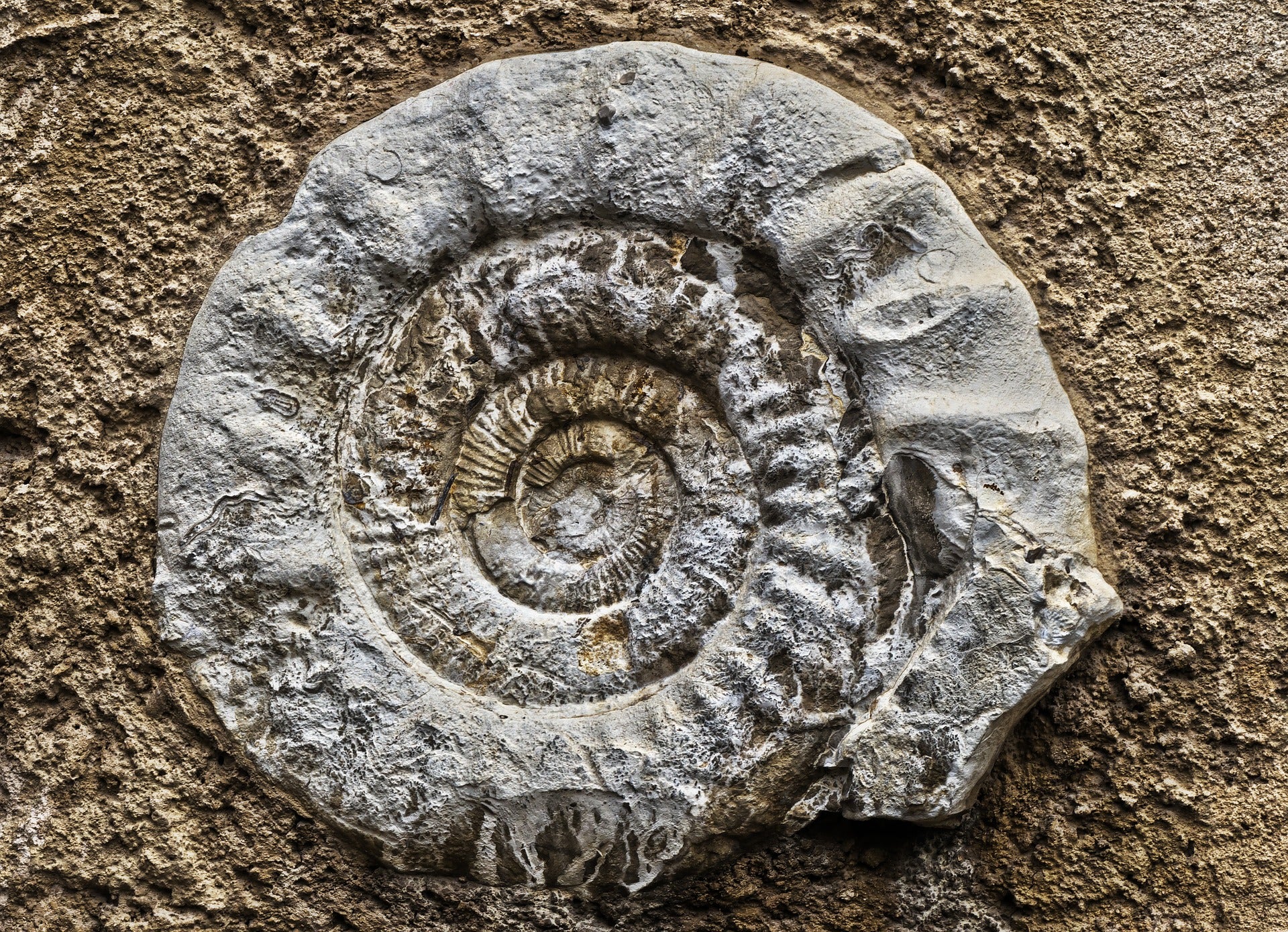 mo.od fossile fiorentino