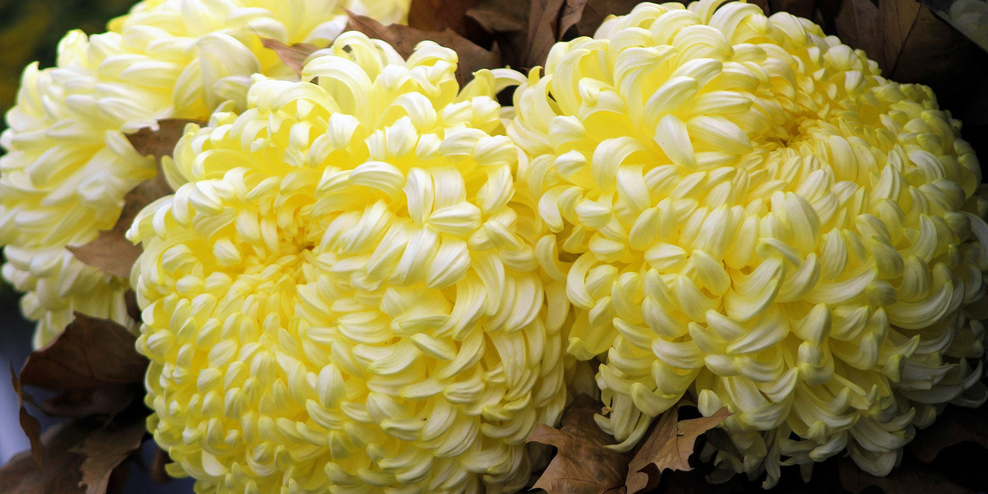 chrysanthemum