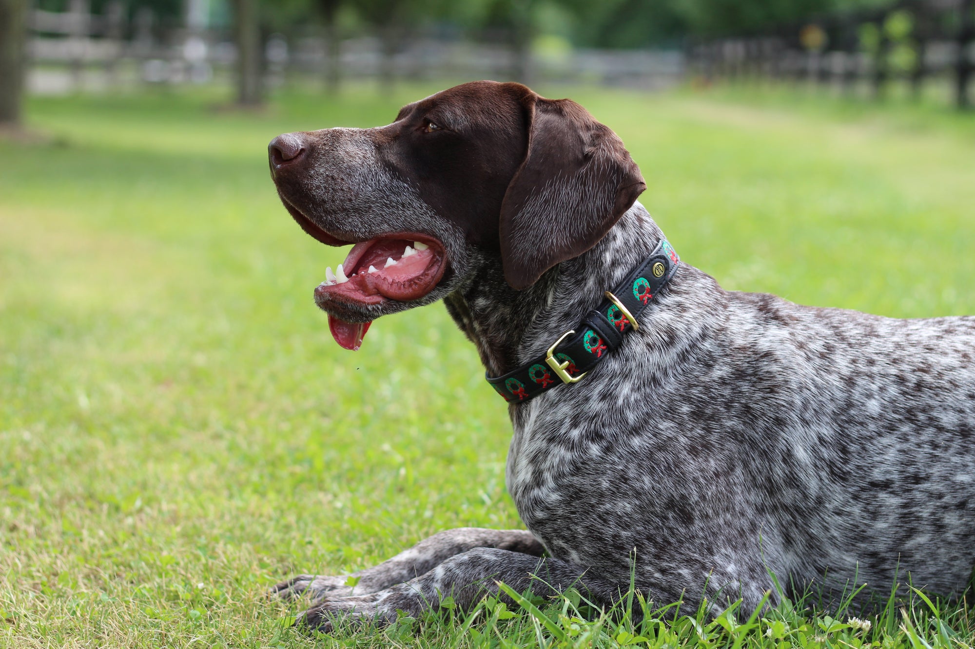 dog halo collar