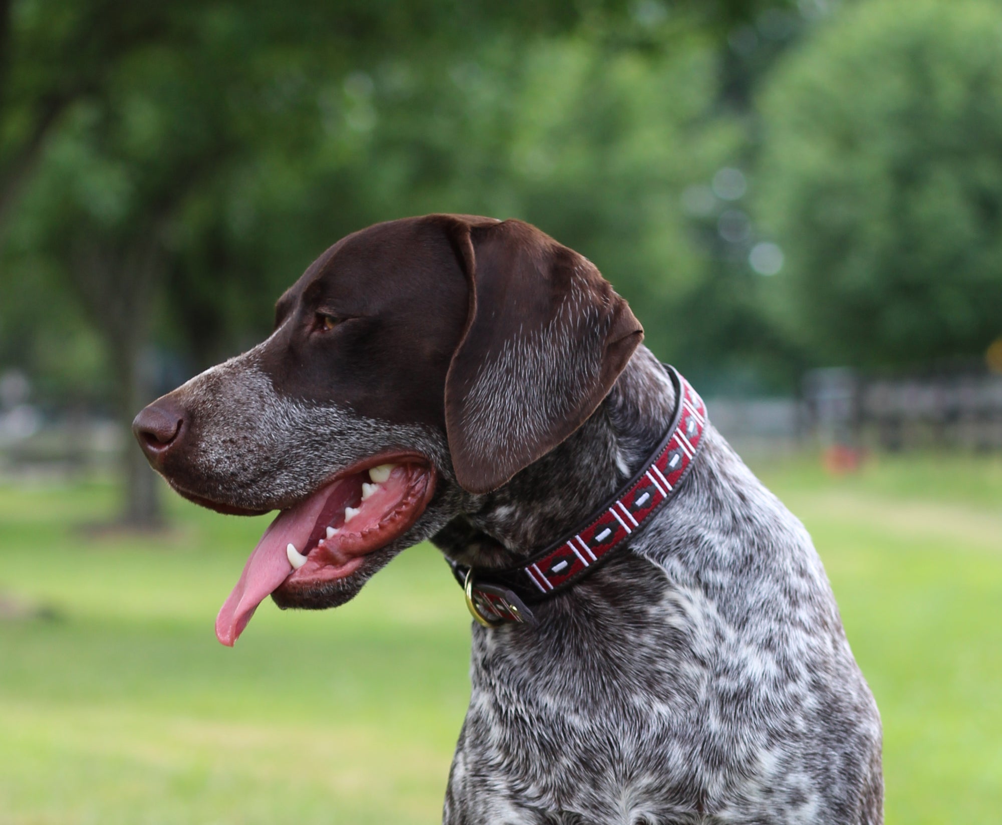 dog halo collar