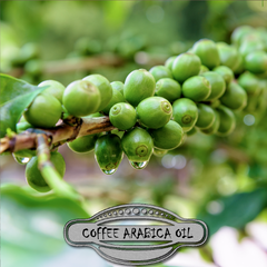 Green Coffee Arabica