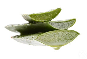 aloe vera juice leaf