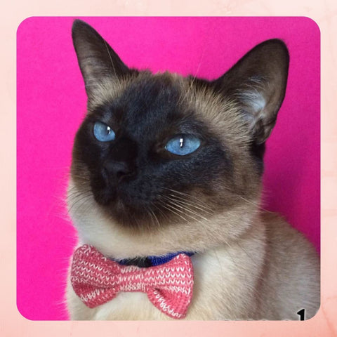 Siamese Cat wearing a Pink Bowtie